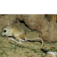 گونه دوپای خراسانی Northern three – toed Jerboa